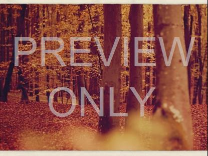 Fall Leaves Montage Retro 2