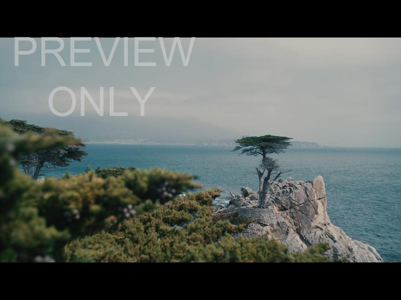 Point Lobos 6 Still
