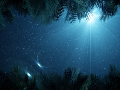 Sky View Palm Branches Night