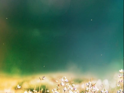 Fields Of Bloom 5