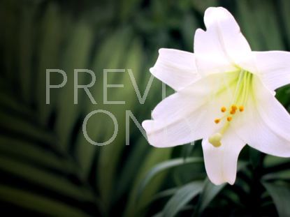 Easter Lily Palm Fronds