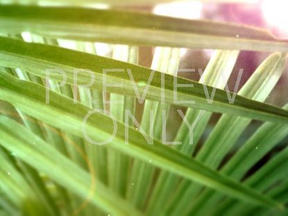 Sunlight Palm