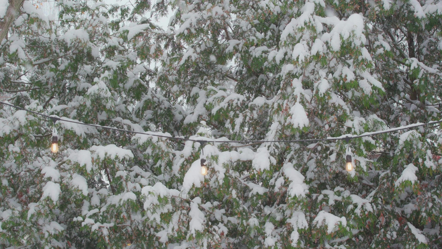 Winter Woods Still 18