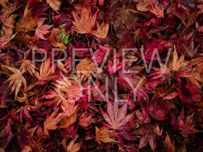 Red Leaves Floor