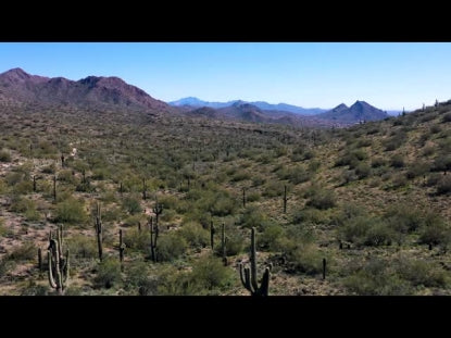 Scottsdale Beauty Long Play