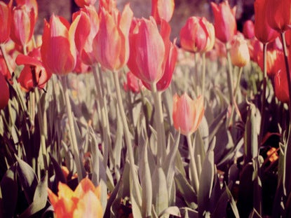 Spring Flowers 7