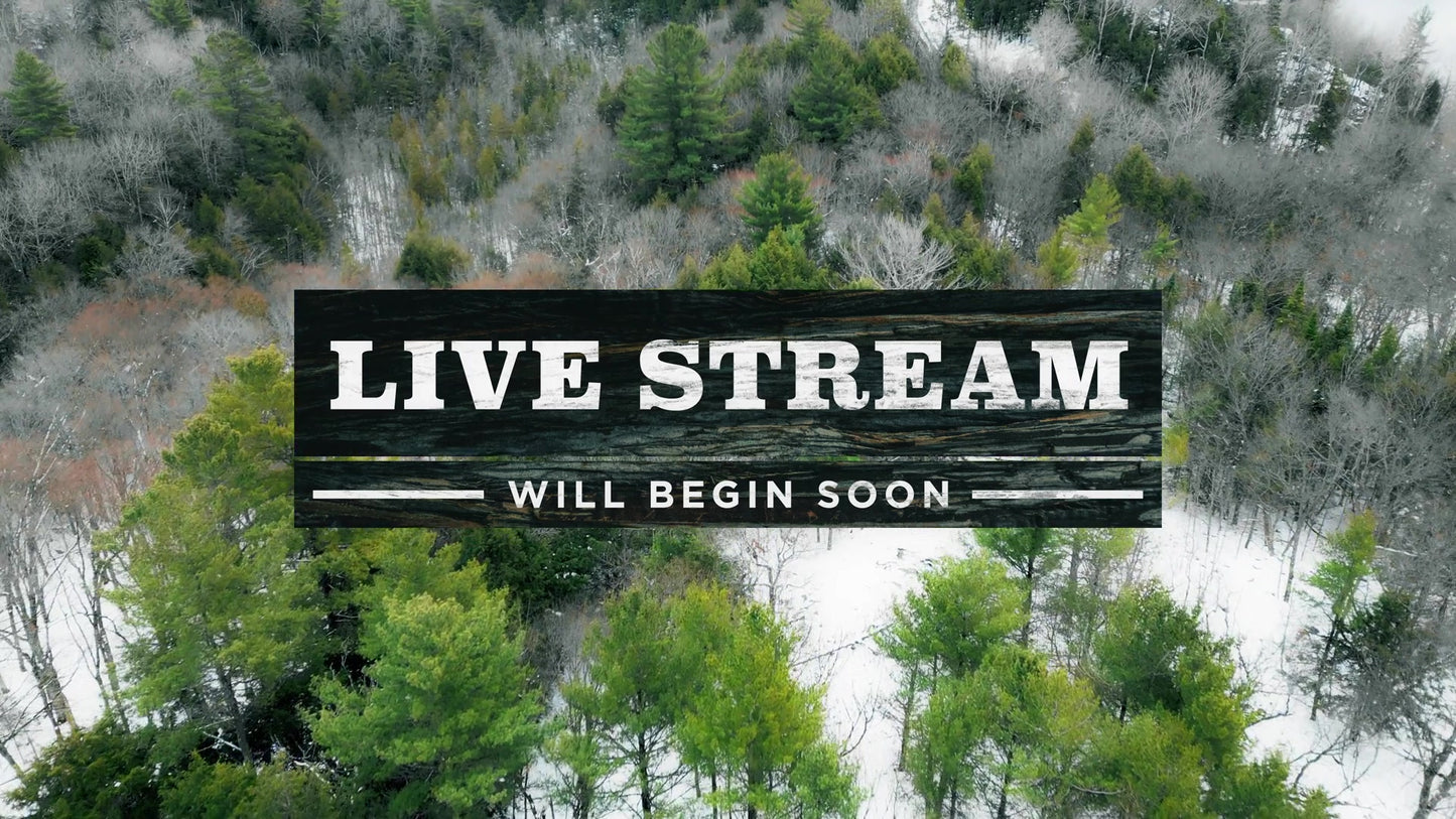 Winter Woods Still Livestream