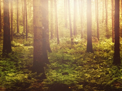 Fall Twilight Forest