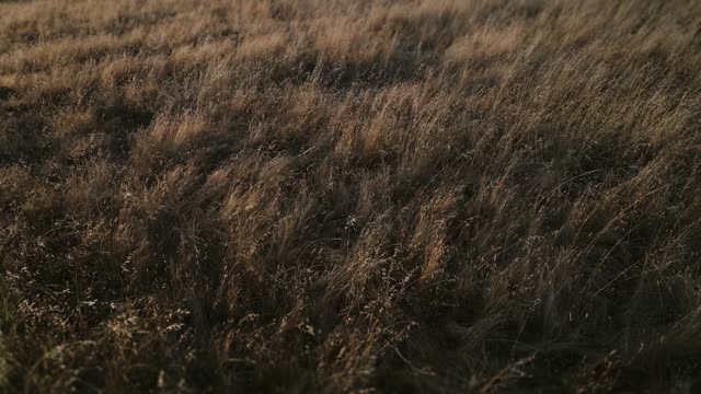 Golden Pastures Motion Background 06