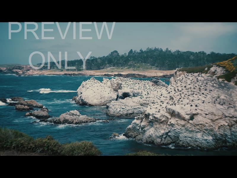 Point Lobos 10 Still