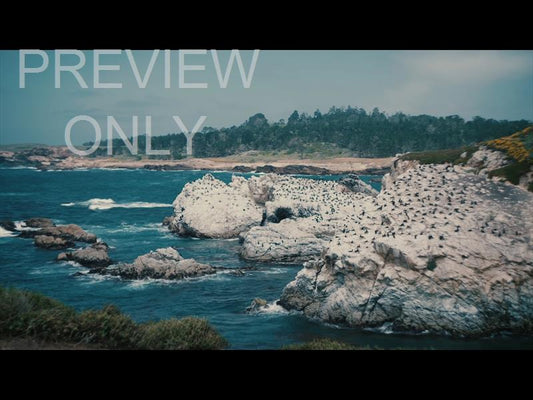 Point Lobos 10 Still