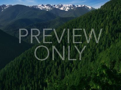 Mountain Pines Valley