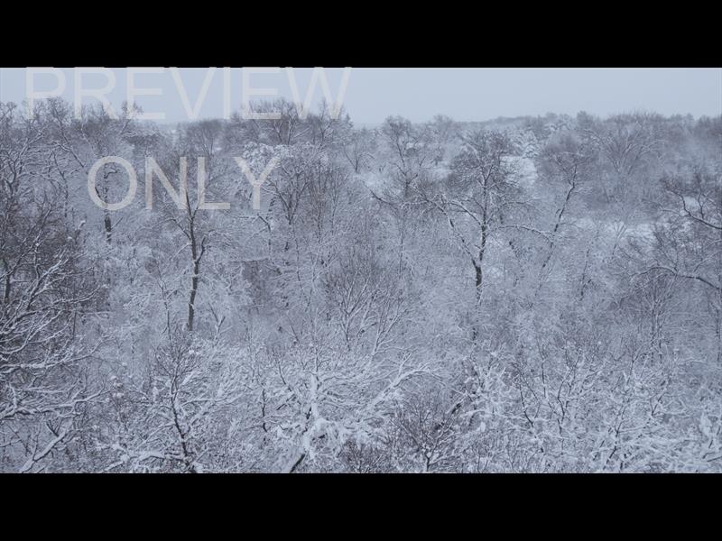 Winter Woods Close Trees Still