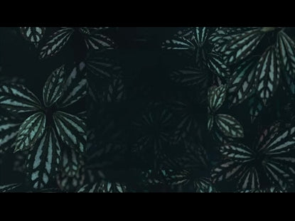 Detailed Leaves Square