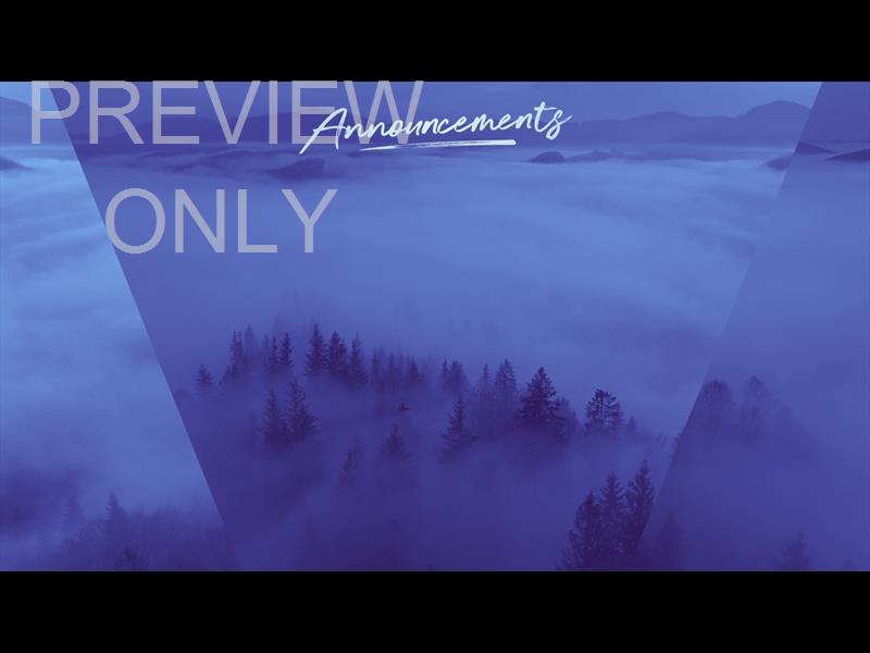 Misty Pines  Still