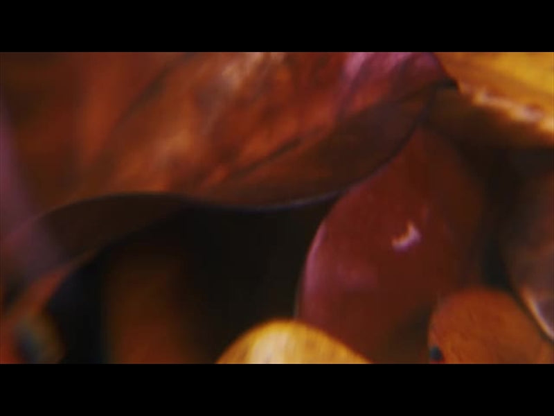 Autumn Leaves 8