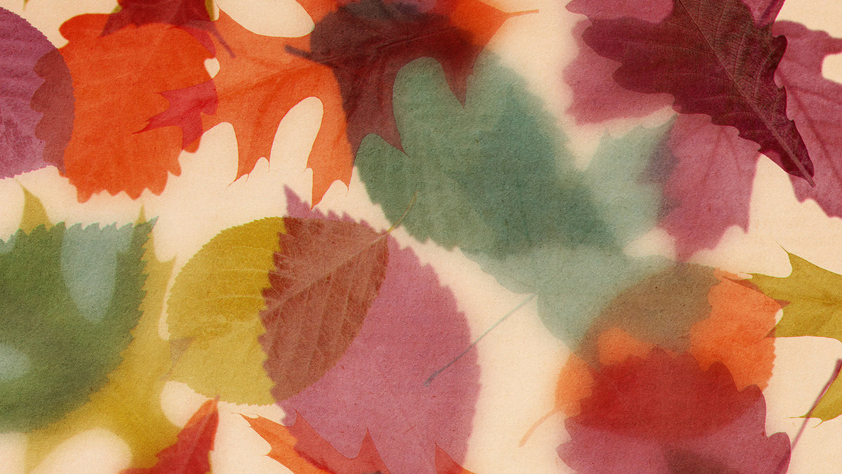 Layers Of Leaves Still 05