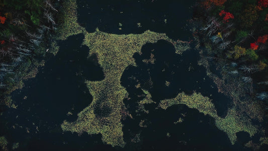 Autumn Colors Pond Still