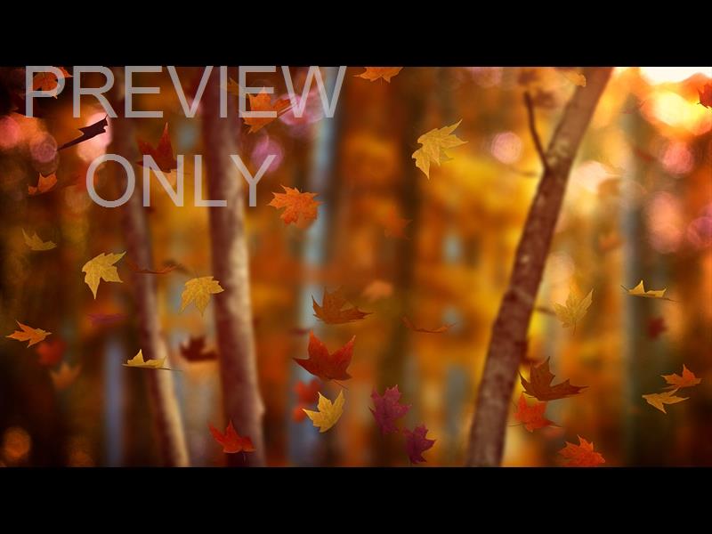 Fall Woods 18 Still