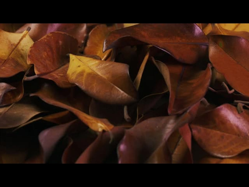 Autumn Leaves 9