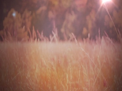 Fall Field 10