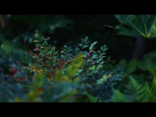 Springs Embrace Motion Background 13