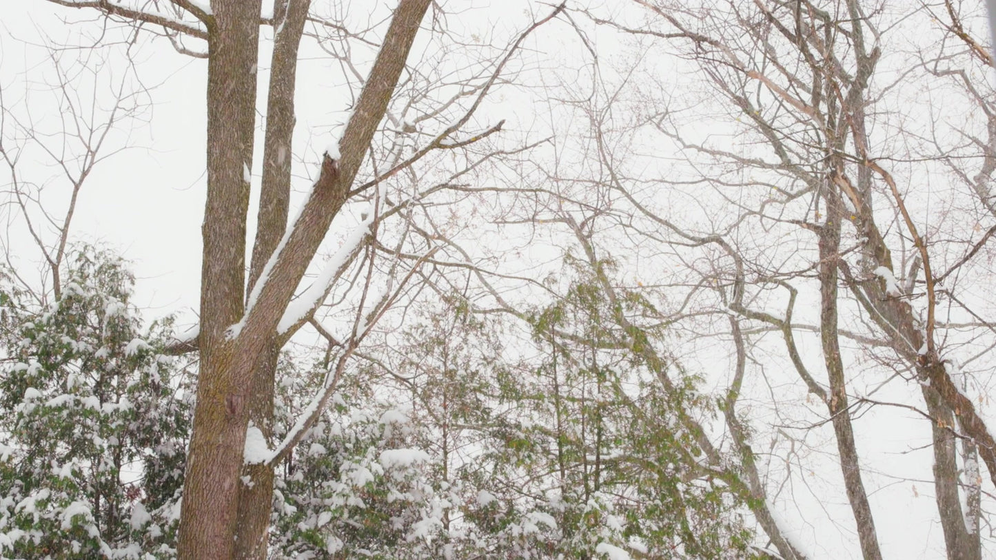Winter Woods Still 19