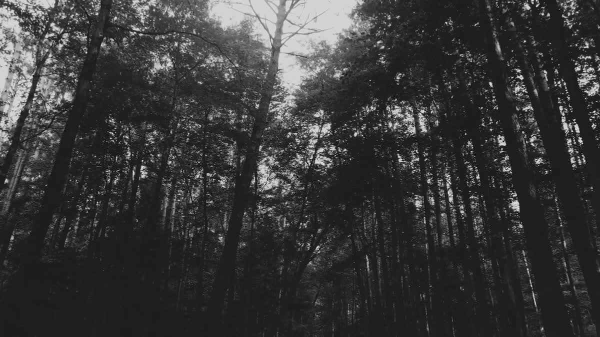 The Forest 9 Bw Still