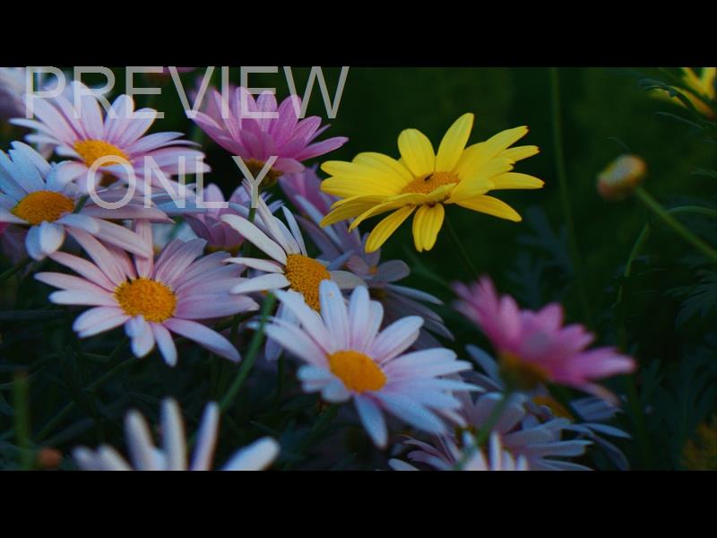 Springs Embrace Still Background 16