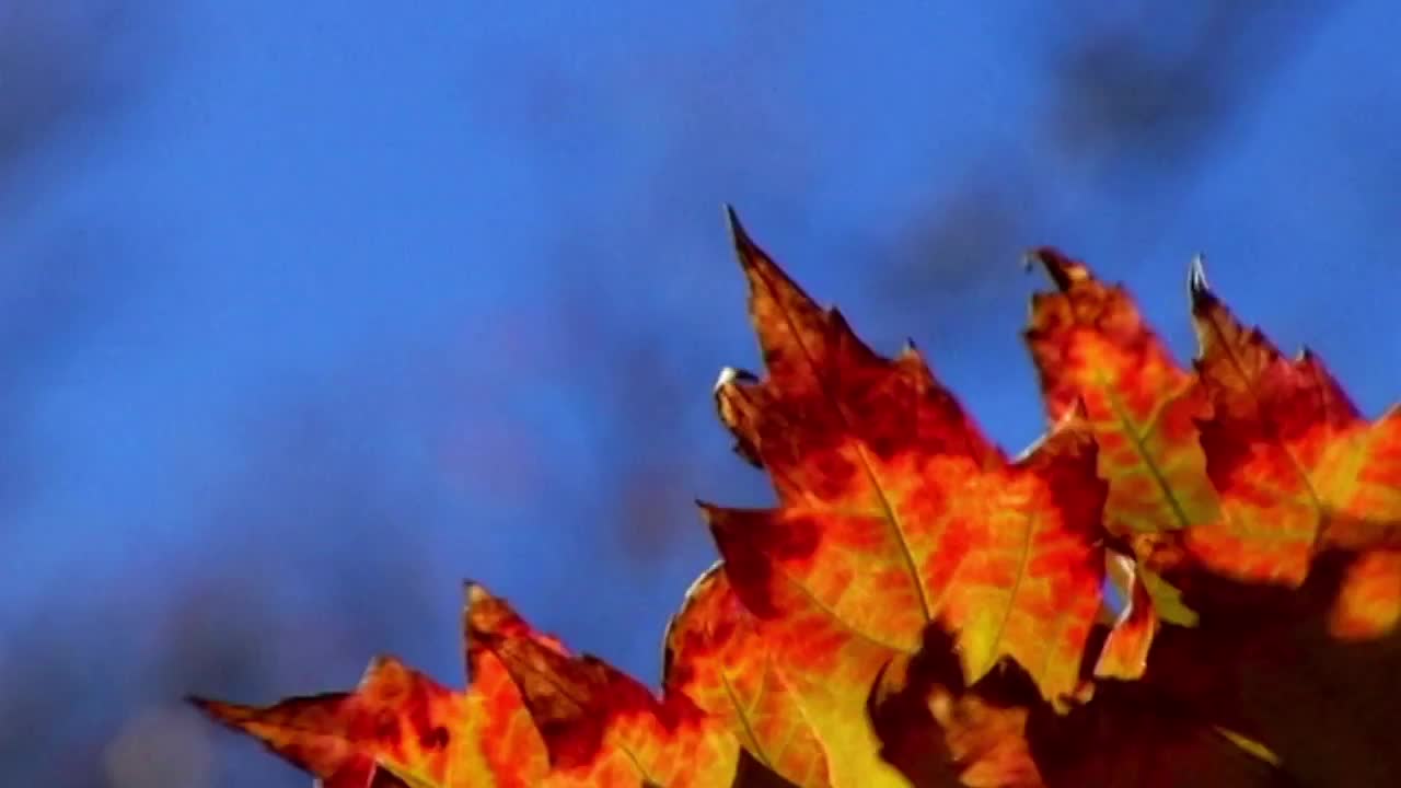 Corner Leaves