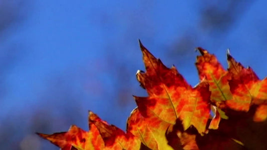 Corner Leaves