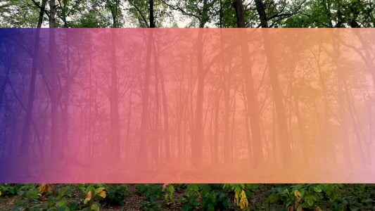 The Forest 7 Bar Still