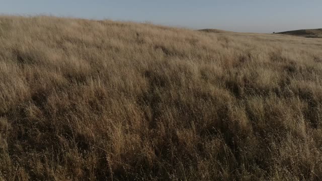 Golden Pastures Motion Background 20
