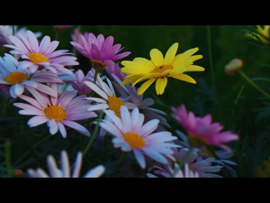 Springs Embrace Motion Background 16