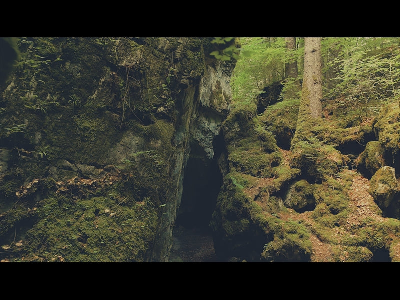 Deep Forest Mossy Boulders