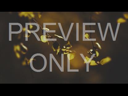 Elegant Fall 2 Graphic