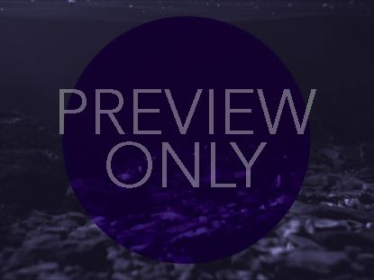 Geo Purple