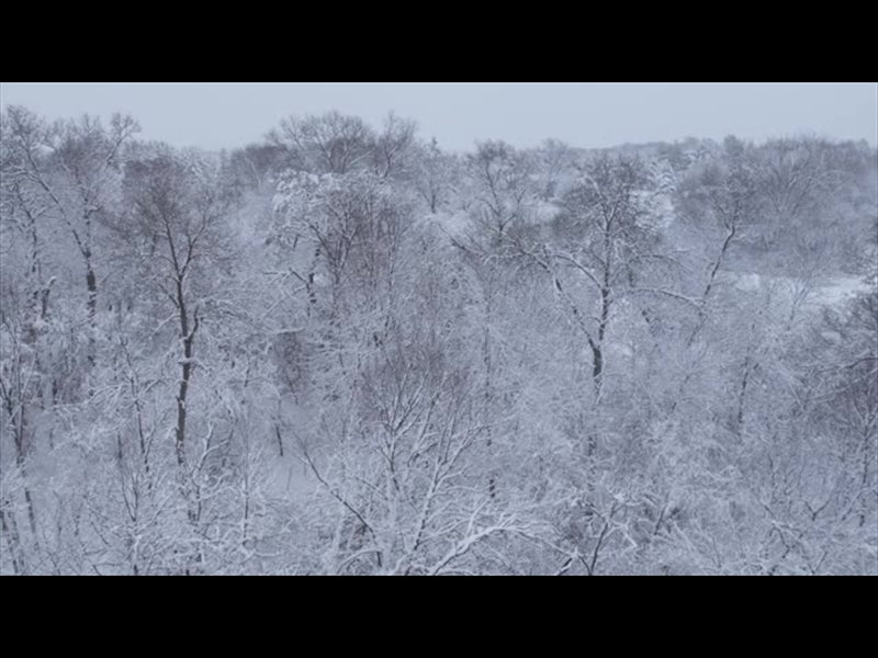 Winter Woods Close Trees
