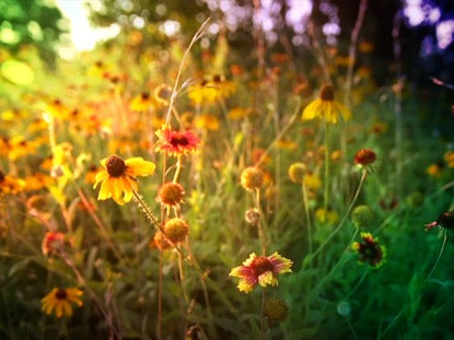 Flowers 3