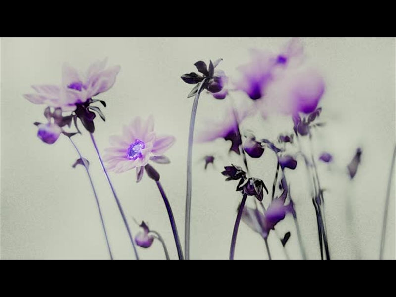 Floral Line Glow 2