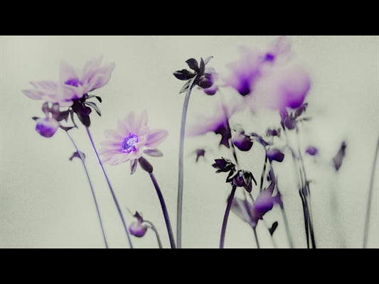 Floral Line Glow 2