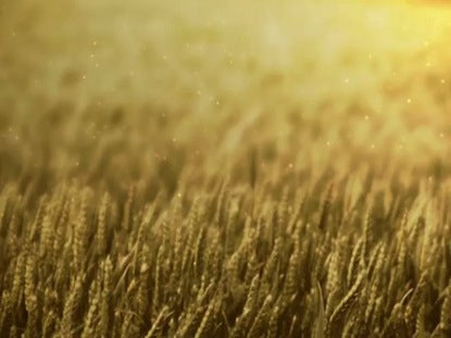 Wheat Field Golden