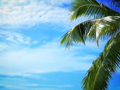 Palm Tree Blue Sky Clouds