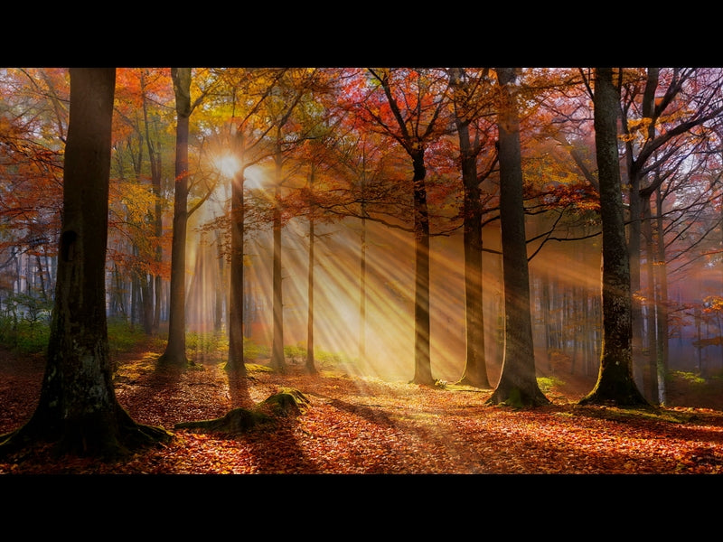 Autumn Light 1