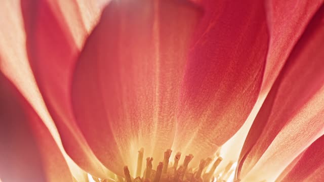 Flowers Of The Field Loops 07