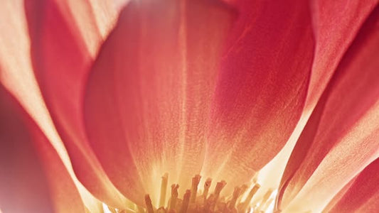 Flowers Of The Field Loops 07