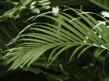 Green Palm Loop