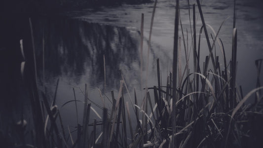 Bleak Beauty Water Edge Still