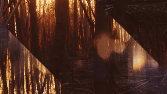 Autumn Dream Forest Alt Still