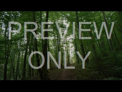 Renew Soft Forest Still